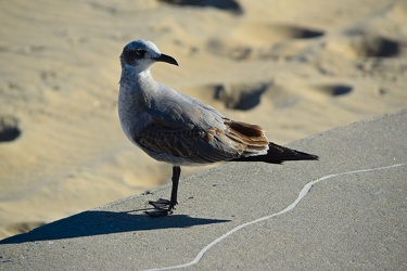 Sea gull on the beach at Ocean City [03]