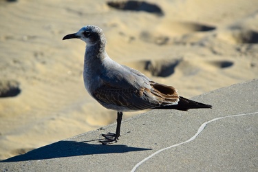 Sea gull on the beach at Ocean City [01]