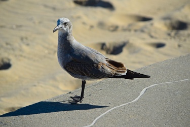 Sea gull on the beach at Ocean City [02]