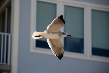 Sea gull flying over the Ocean City boardwalk [02]