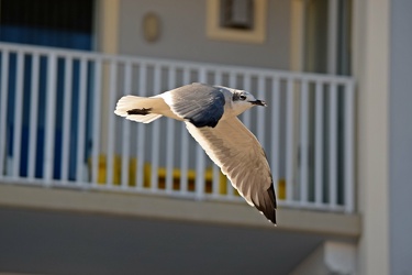 Sea gull flying over the Ocean City boardwalk [01]