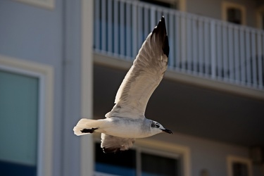 Sea gull flying over the Ocean City boardwalk [03]