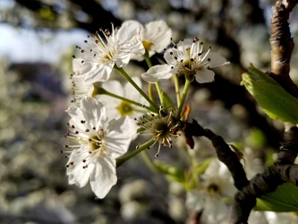 Apple blossom in Laurel [03]