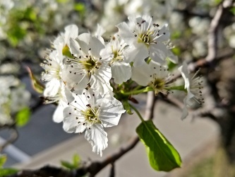 Apple blossom in Laurel [01]