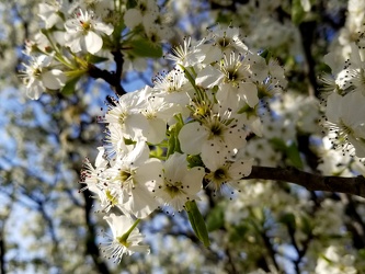 Apple blossom in Laurel [02]