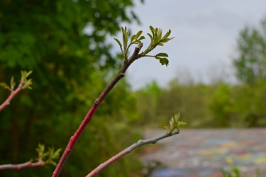 Painted branches growing leaves