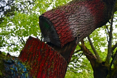 Partially cut tree limb