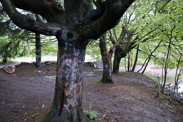 Graffiti-covered trees