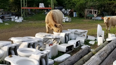 Cow drinking out of a toilet