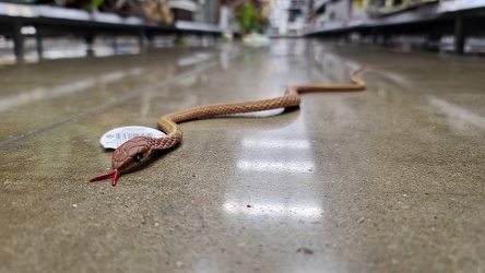 Plastic snake on the floor