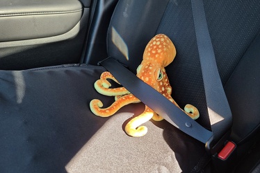 Woomy buckled in and ready to ride