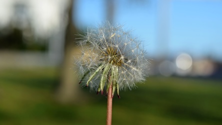 Dandelion seed head [02]