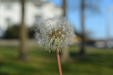 Dandelion seed head [01]