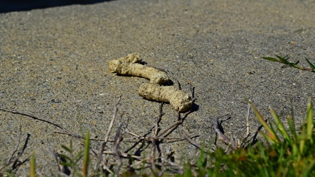 Goose feces on a sidewalk