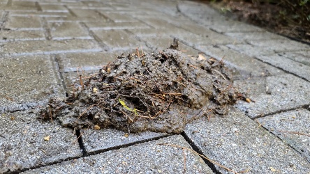 Debris after power washing [02]