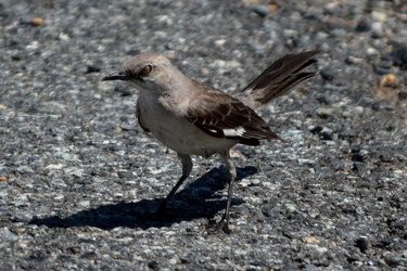 Northern mockingbird in a parking lot