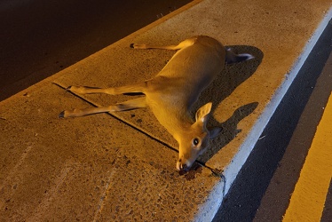 Dead deer on Hungerford Drive [01]