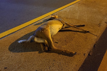 Dead deer on Hungerford Drive [02]