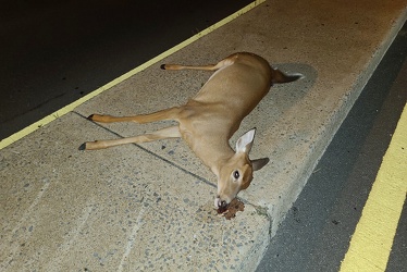 Dead deer on Hungerford Drive [03]