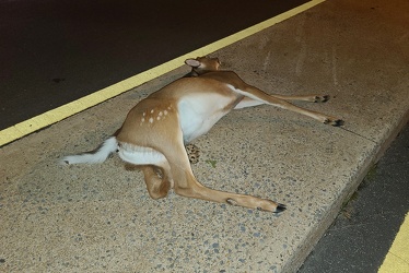 Dead deer on Hungerford Drive [04]