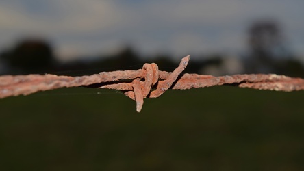 Barbed wire in Laytonsville, Maryland [02]