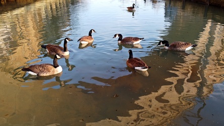 Canada geese in the Schuylkill Canal [01]