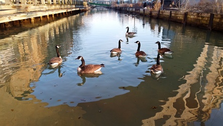 Canada geese in the Schuylkill Canal [02]