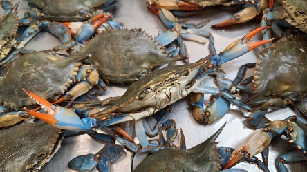 Blue crabs at Food Star