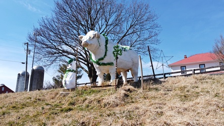 Bull statue decorated for St. Patrick's Day [03]