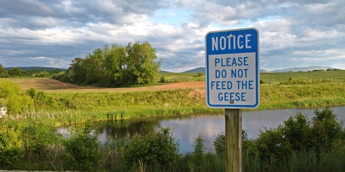 Retention pond at Waynesboro Town Center [01]