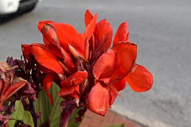 Red canna lily in Gettysburg, Pennsylvania [01]