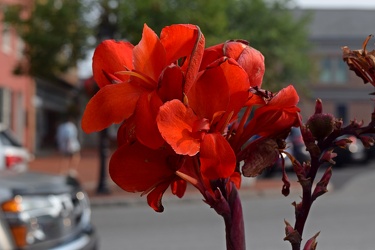 Red canna lily in Gettysburg, Pennsylvania [02]