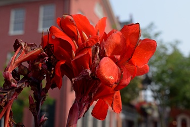 Red canna lily in Gettysburg, Pennsylvania [03]