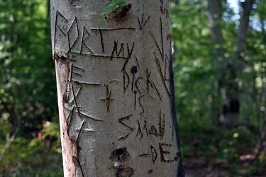 Carved graffiti on a tree in Patapsco Valley State Park [01]