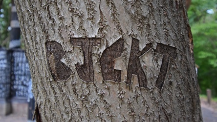 Carved graffiti on a tree in Patapsco Valley State Park [04]