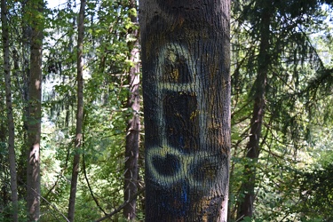 Penis graffiti on a tree