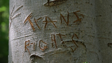 Carved graffiti on a tree in Patapsco Valley State Park [02]