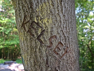 Carved graffiti on a tree in Patapsco Valley State Park [03]