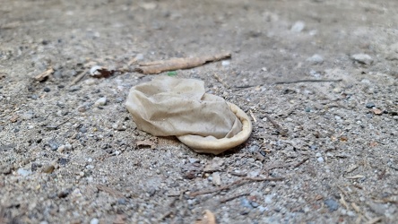 Discarded condom on the ground