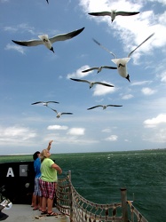 Family feeding sea gulls [01]