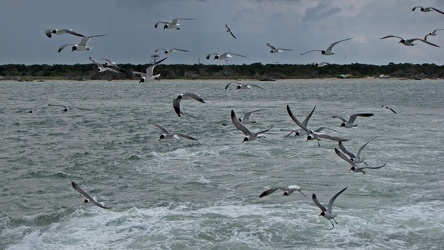 Sea gulls behind M/V W. Stanford White