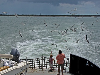 Family feeding sea gulls [02]