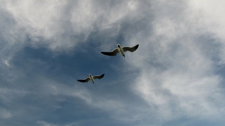 Sea gulls flying overhead