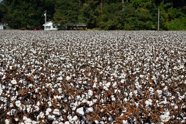 Field of cotton in Goldsboro, North Carolina [01]