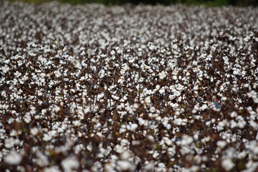 Field of cotton in Goldsboro, North Carolina [02]