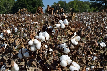 Field of cotton in Goldsboro, North Carolina [03]