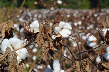 Field of cotton in Goldsboro, North Carolina [04]