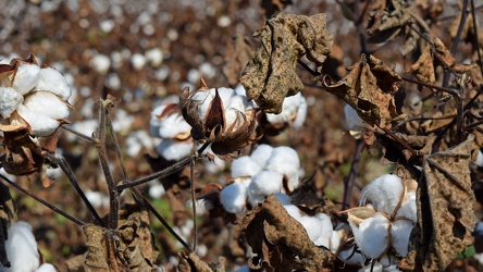 Field of cotton in Goldsboro, North Carolina [05]