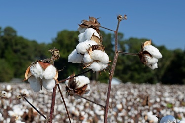 Field of cotton in Goldsboro, North Carolina [06]