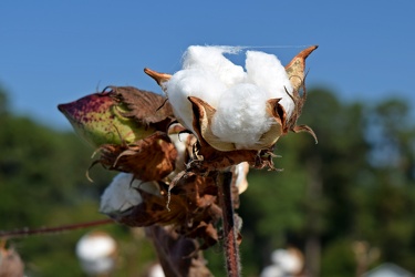 Field of cotton in Goldsboro, North Carolina [07]